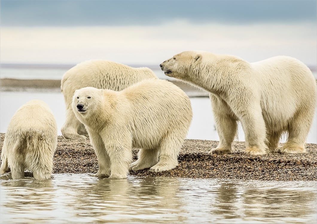 Eisbären in Alaska. Bildrechte: Pexels, Dick Hoskins